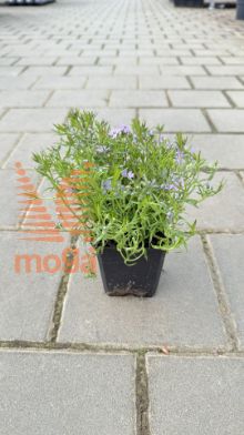 Slika iglasta plamenka "Fabulous Blue Dark Center"