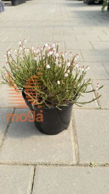 Slika Cassiope tetragona "Bearsden"