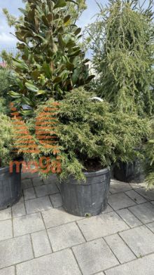 Slika Chamaecyparis lawsoniana "Tharandtensis Caesia"