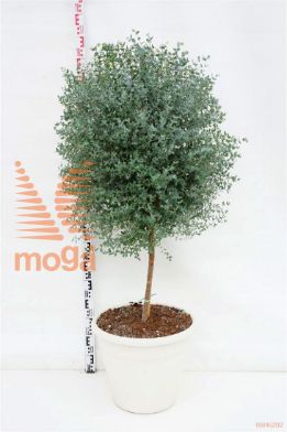 http://twentheplant.nl/tsd/83219_EUGUNNII_S40C50_1.jpg