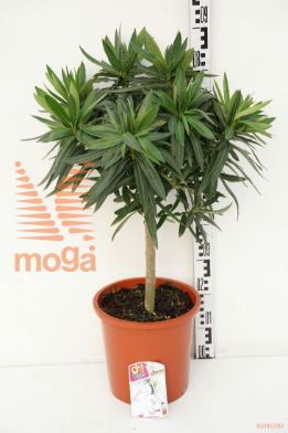 http://twentheplant.nl/tsd/83219_NEOLEAND_s030c10_1.jpg