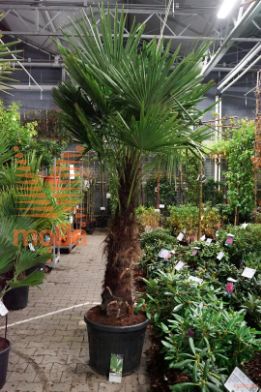 http://twentheplant.nl/tsd/83219_TRFORTUN_S110C70_1.jpg