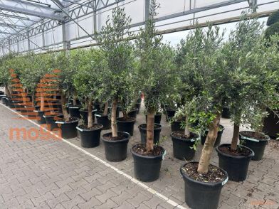 http://twentheplant.nl/tsd/83219_OLEFLORI_S080C40_2.jpg