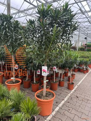 http://twentheplant.nl/tsd/93201_NEOLEAND_S080C30_1.jpg