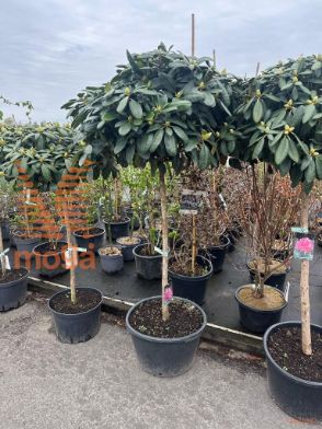 http://twentheplant.nl/tsd/93201_RHBLURET_S100C45_1.jpg