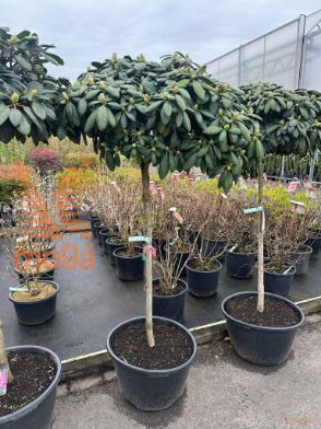http://twentheplant.nl/tsd/93201_RHPOLARI_S100C45_1.jpg