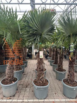 http://twentheplant.nl/tsd/93201_TRFORTUN_S080C55_1.jpg