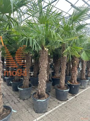 http://twentheplant.nl/tsd/93201_TRFORTUN_S160C70_1.jpg