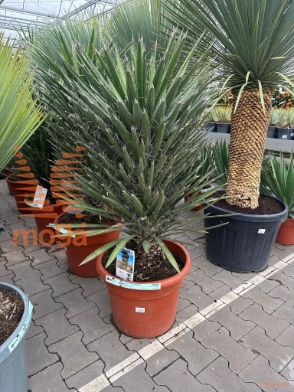 http://twentheplant.nl/tsd/93201_YUFAUSTR_9C35080100_1.jpg