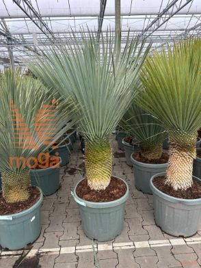 http://twentheplant.nl/tsd/93201_YUROSTRA_S030C45_1.jpg