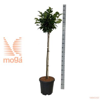 http://twentheplant.nl/tsd/55037_PRLETNA_s090c15_1.jpg
