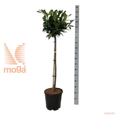 http://twentheplant.nl/tsd/55037_PRLTITAN_s090c15_1.jpg