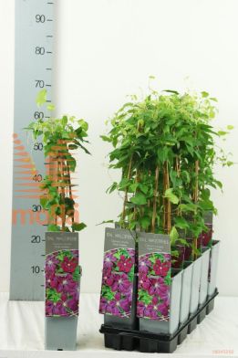 http://twentheplant.nl/tsd/61502_CLEVIOLE_8P170400603ST_2.jpg