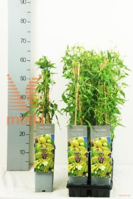 http://twentheplant.nl/tsd/61502_CLGHARVE_8P170400603ST_2.jpg