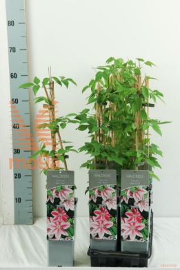 http://twentheplant.nl/tsd/61502_CLJPAUL_8P170400603ST_2.jpg