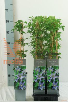 http://twentheplant.nl/tsd/61502_CLJUSTA_8P170400603ST_2.jpg
