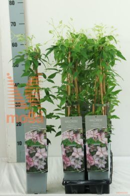 http://twentheplant.nl/tsd/61502_CLMHUNT_8P170400603ST_2.jpg