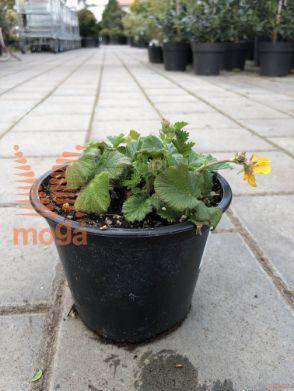 Geum coccineum "Carlskaer"