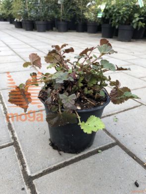 Geum "Tempo™Coral"