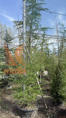 Larix eurolepis