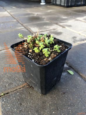 Calamintha nepeta "Marvelette White"