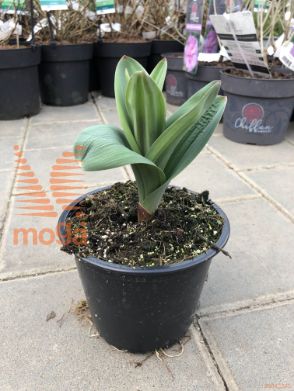 okrasni luk