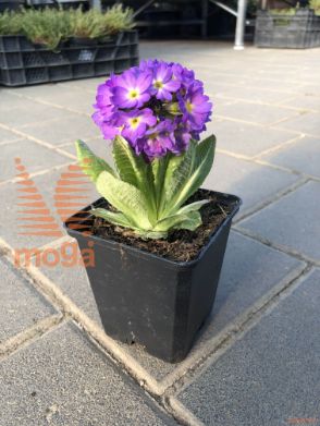 obloglavi jeglič "Prom Lilac"