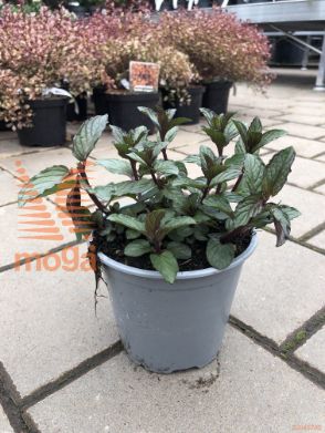 poprova meta "Chocolate"