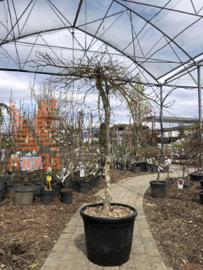 Acer palmatum "Dissectum Atropurpureum" |Half standard|FI:80-100|C