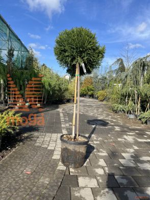 Cryptomeria japonica "Globosa Nana" |Half standard|C35
