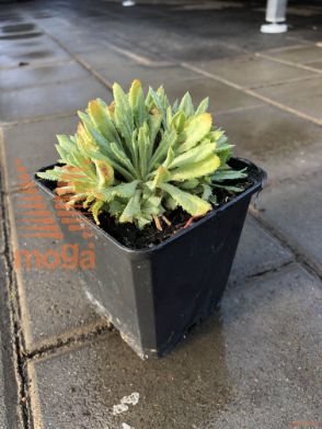 Primula capitata mooreana