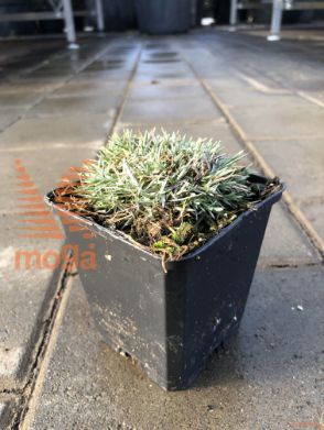 binkoštni nageljček "Splendens"