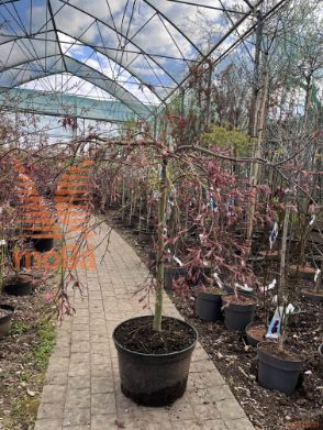Acer palmatum "Dissectum Garnet" |Half standard|FI:80-100|C30