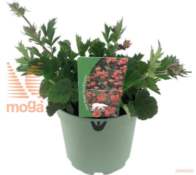http://twentheplant.nl/tsd/98775_GETTANGE_8P19_1.jpg