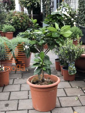 Slika Citrus sinensis |1/4 stem|C10