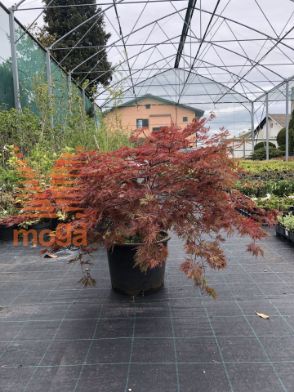 Slika Acer palmatum "Dissectum Orangeola" |Mini stem|FI:100-125|C