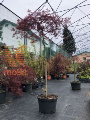 Slika Acer palmatum "Dissectum Garnet" |3/4 stem|FI:80-100|C