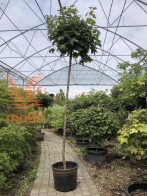 Slika Acer platanoides "Globosum" |8/10|High standard|C