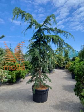 Slika Cedrus deodara "Pendula" |300-350|C