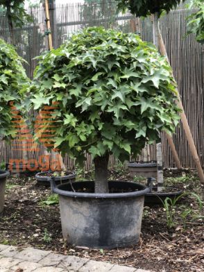 Slika Liquidambar styraciflua "Gum Ball" |60-80|C