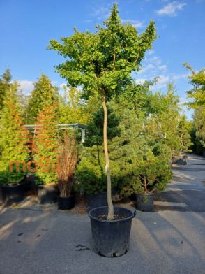 Slika Ginkgo biloba "Mariken" |16/18|C