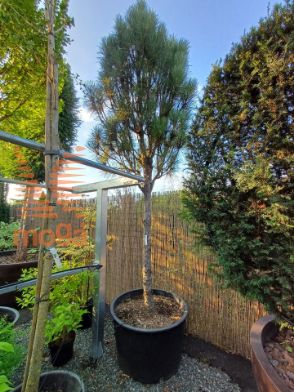 Slika Pinus nigra "Sinfonia" |250-300|25/30|Half standard|C