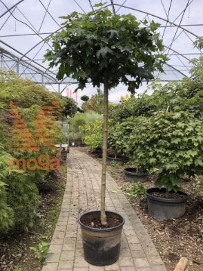 Slika Acer platanoides "Globosum" |8/10|1/2-Std|C10 