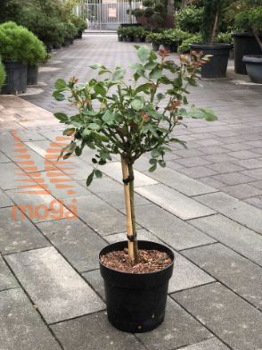 Slika Rosa "Zepeti" ® |1/4 stem|C6