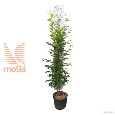 http://twentheplant.nl/tsd/58250_CABFASTI_8P26125150_2.jpg