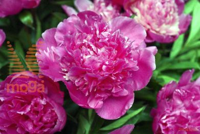 http://twentheplant.nl/tsd/68207_PAAMABIL_3-5_1.jpg