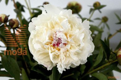 http://twentheplant.nl/tsd/68207_PABNEIGE_2-3_1.jpg