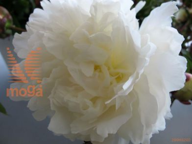 http://twentheplant.nl/tsd/68207_PABCREAM_2-3_1.jpg