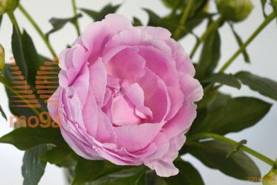 http://twentheplant.nl/tsd/68207_PADPLATE_3-5_1.jpg