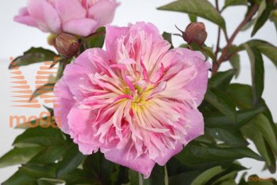 http://twentheplant.nl/tsd/68207_PADTELL_3-5_1.jpg